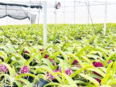 Quảng Trị: Trồng lan nghinh xuân trong nhà lưới